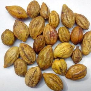 Cao kha tử