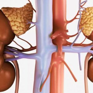 vỏ thượng thận