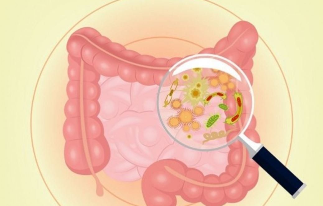 Lợi khuẩn đường ruột