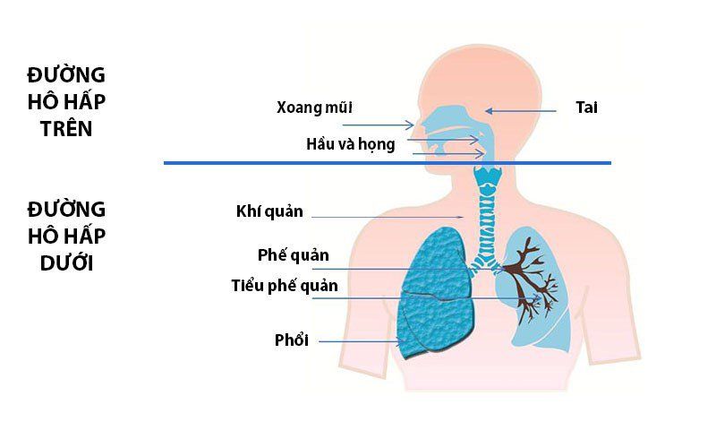 Cefuroxim 500 Hộp 30 Viên - Trị Vi Khuẩn Nhạy Cảm Với Thuốc