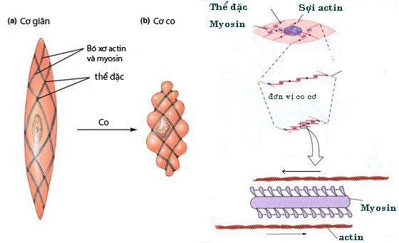 Siêu Thị Thuốc Tây